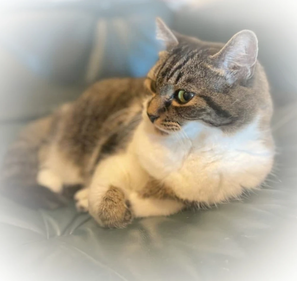 cat named brenda